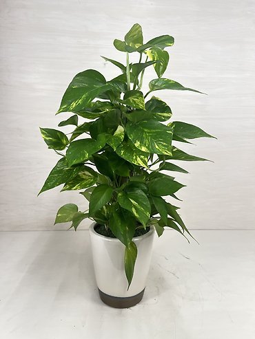 Golden Pothos | Totem Pole