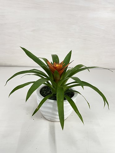 Bromeliad