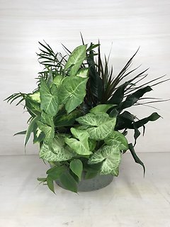Rustic Dish Garden - Large
