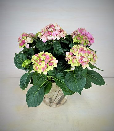 Hydrangea Plant | 6\"