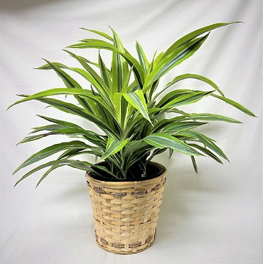 Striped Dracaena