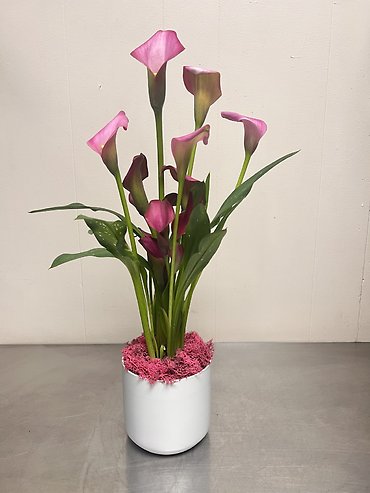 Calla Lily Plant