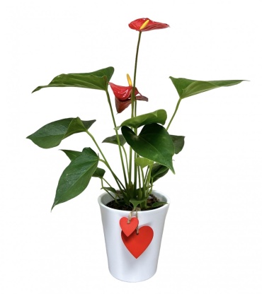 Anthurium Heart Plant