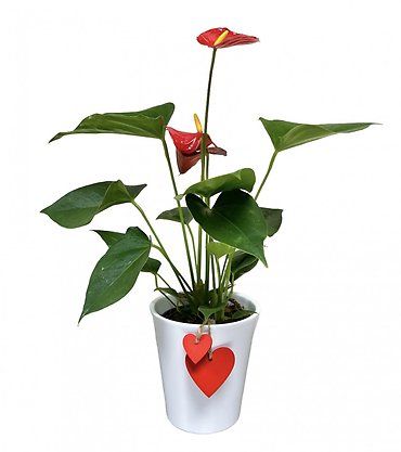 Anthurium Heart Plant