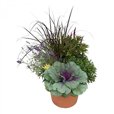 Outdoor Mum Combo Planter (14\" Round)