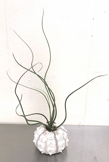 Tillandsia Butzii l Sea Urchin Holder