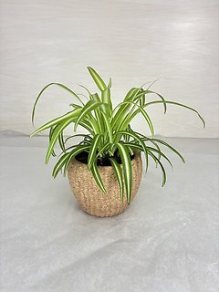 Spider Plant