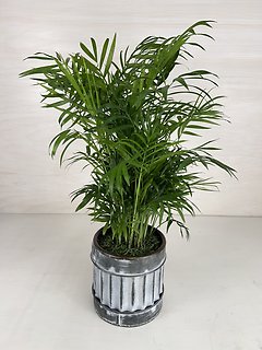 Parlor Palm