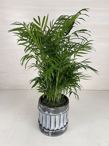 Parlor Palm