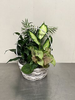 Tranquility Dish Garden