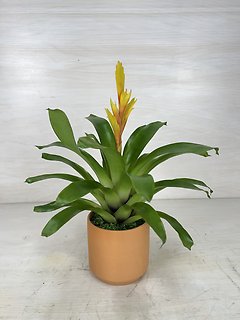 Bromeliad