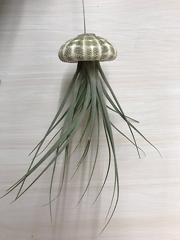 Jellyfish Airplant