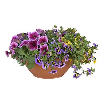 14\" Flowering Combo Bowl - Pink, Purple, Yellow