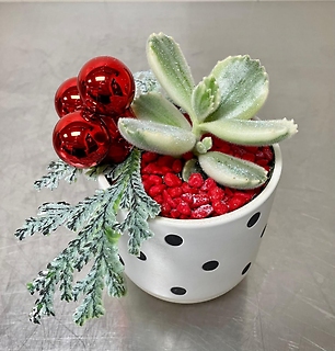 Christmas Potted Succulents