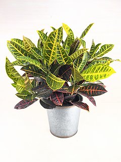 Croton Plant