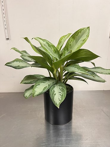 Aglaonema Silver Bay