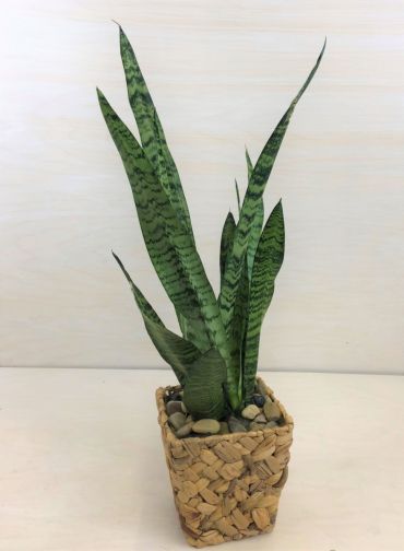 Snake Plant
