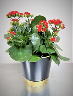 Kalanchoe | Red
