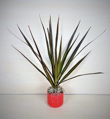 Madagascar Dragon Tree
