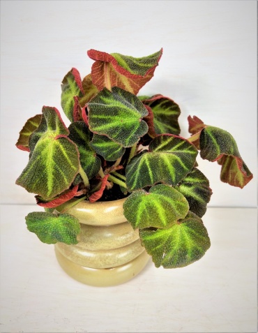 Rex Begonia