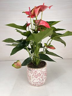 Anthurium