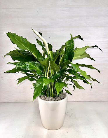 Peace Lily in Ceramic - Medium