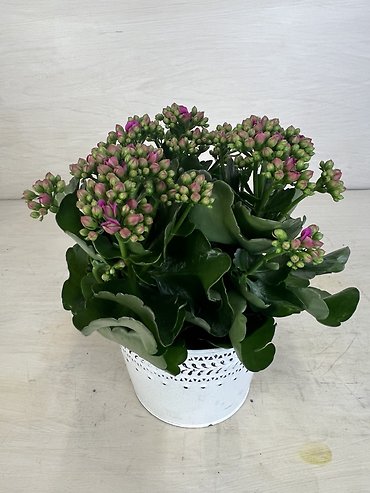 Kalanchoe | Pink