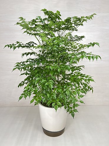 China Doll Plant