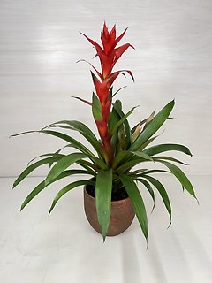 Bromeliad