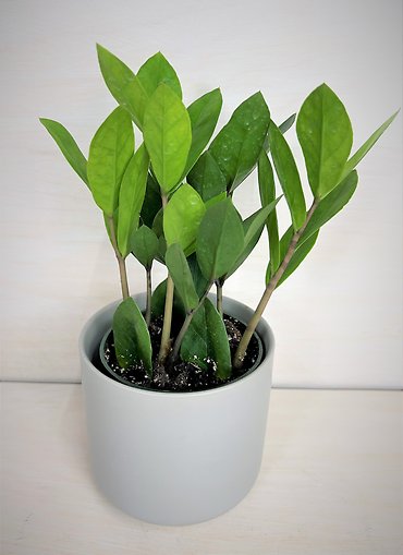 ZZ Plant