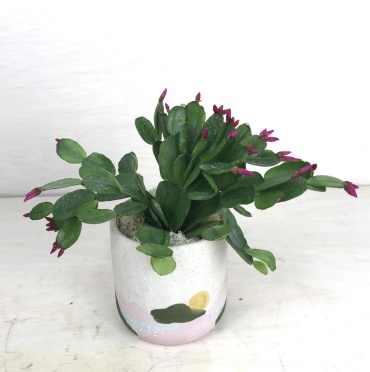 Spring Cactus