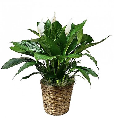 Peace Lily - Large