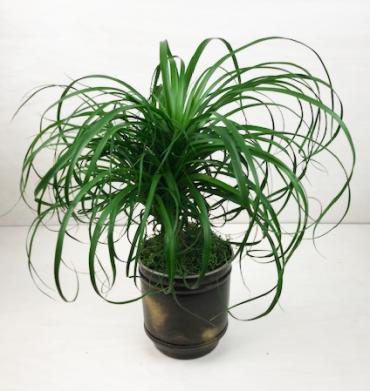 Ponytail Palm (Md)
