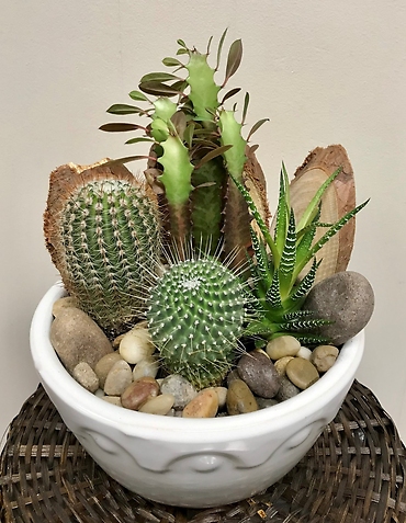 Desert Succulent Garden