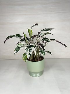 White Fusion Calathea