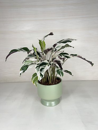 White Fusion Calathea