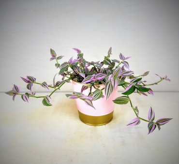 Inchplant