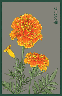 Seeds | French Marigold