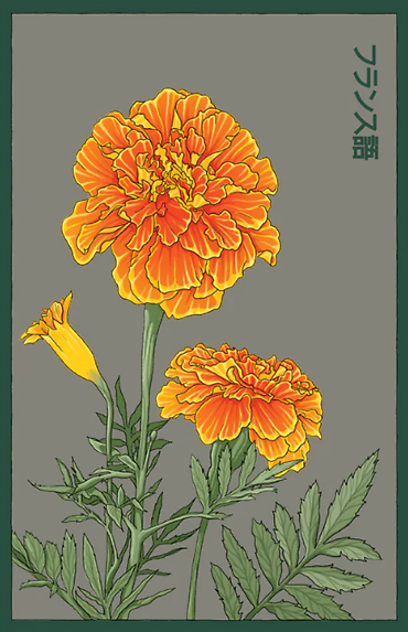 Seeds | French Marigold