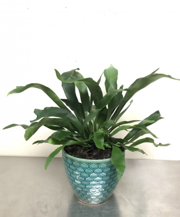 Staghorn Fern