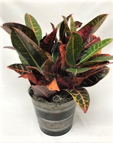 Croton Plant (Med)
