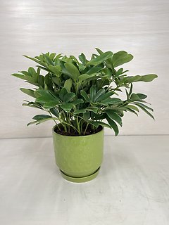 Schefflera Plant