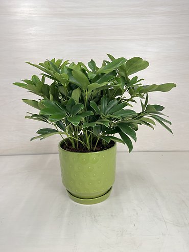 Schefflera Plant