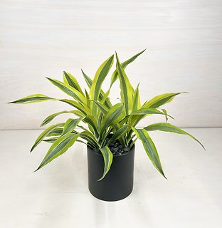 Dracaena Warneckii