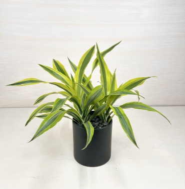 Dracaena Warneckii