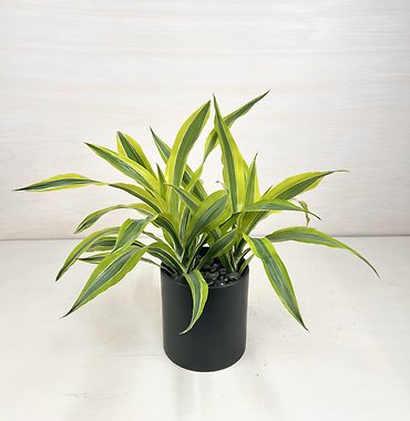 Dracaena Warneckii