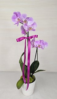 Blooming Orchid