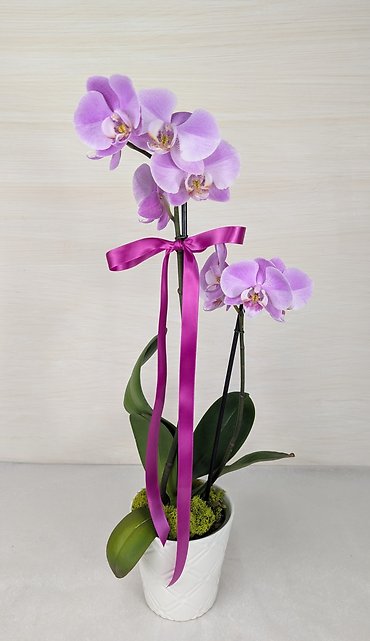 Blooming Orchid