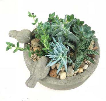 Bird Bath Succulent Garden