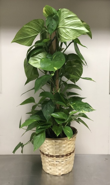 Pothos Totem Pole